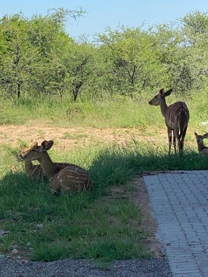 42@ Ditholo Game Lodge サバジンビ エクステリア 写真