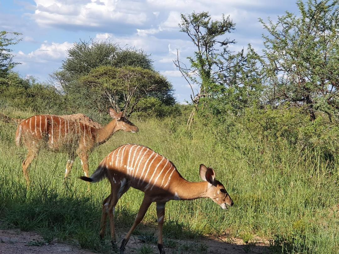42@ Ditholo Game Lodge サバジンビ エクステリア 写真