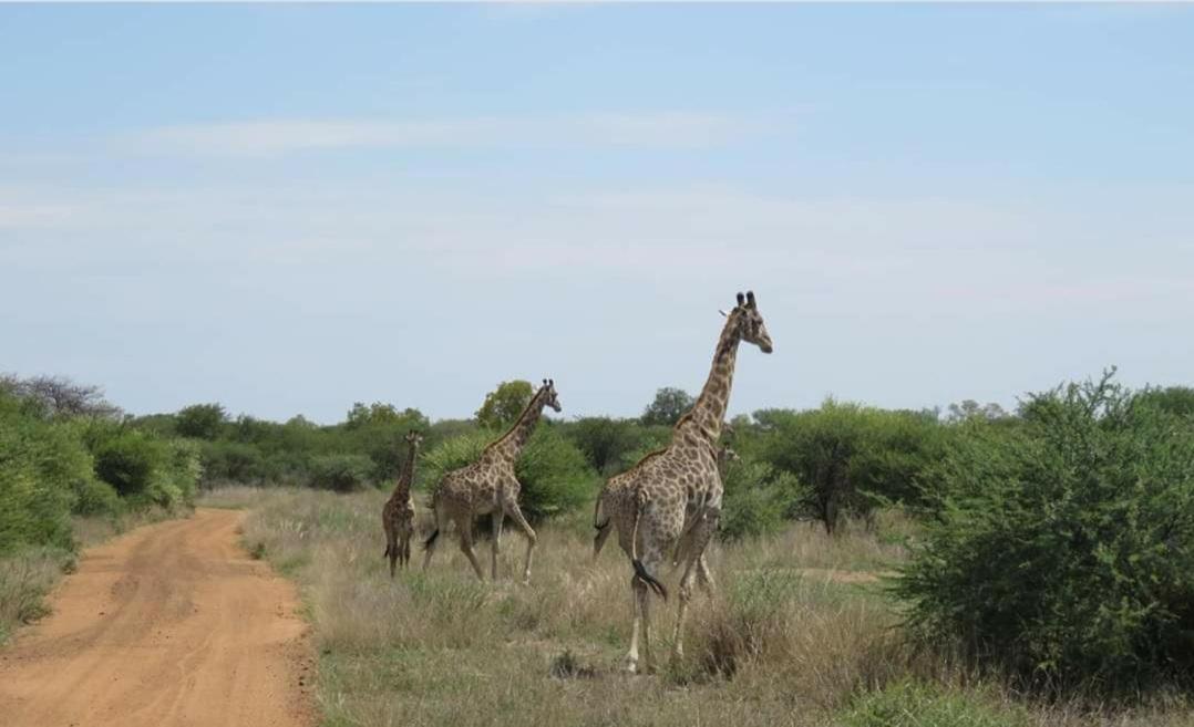 42@ Ditholo Game Lodge サバジンビ エクステリア 写真