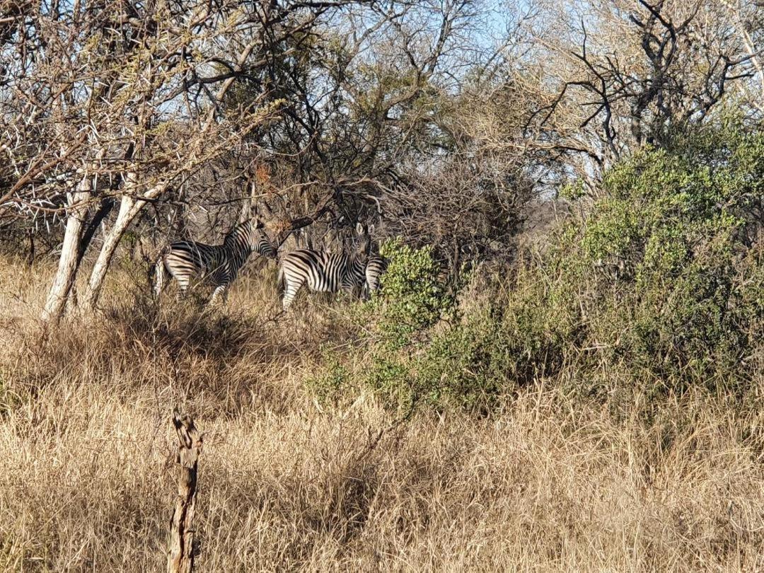 42@ Ditholo Game Lodge サバジンビ エクステリア 写真