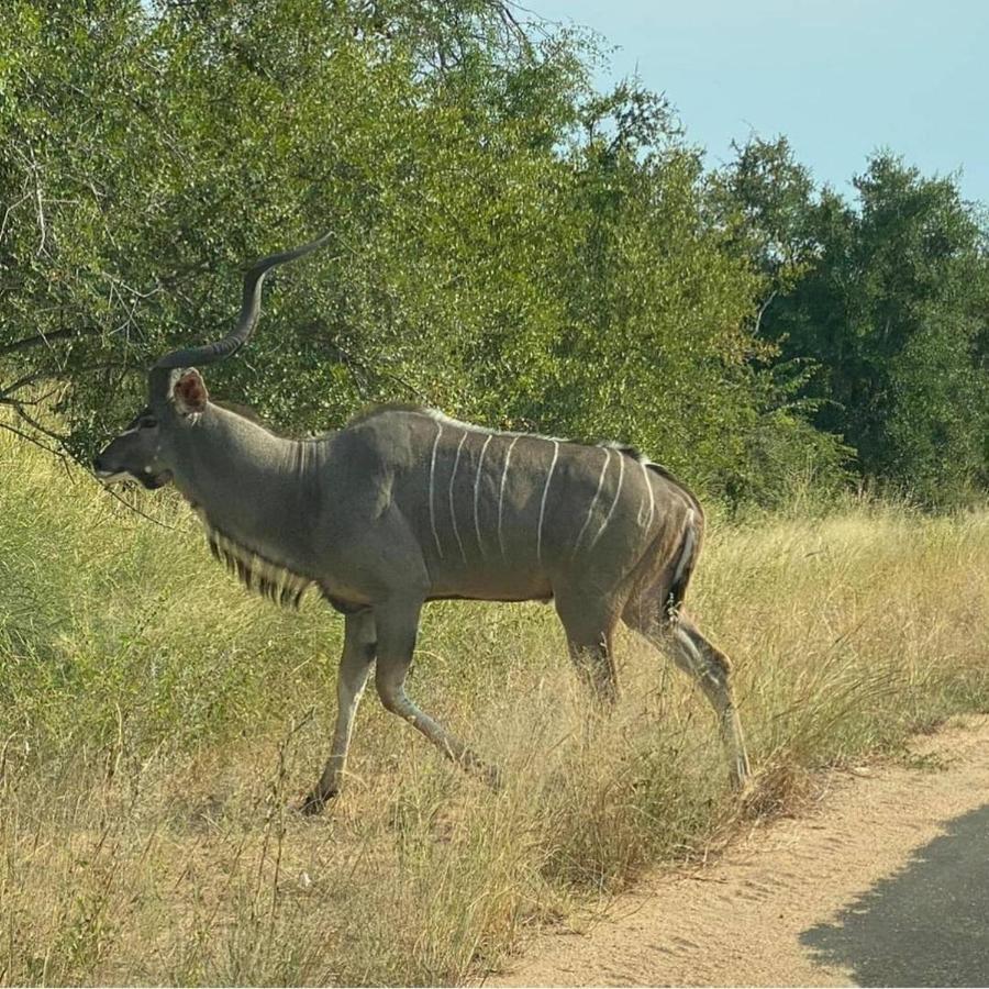42@ Ditholo Game Lodge サバジンビ エクステリア 写真