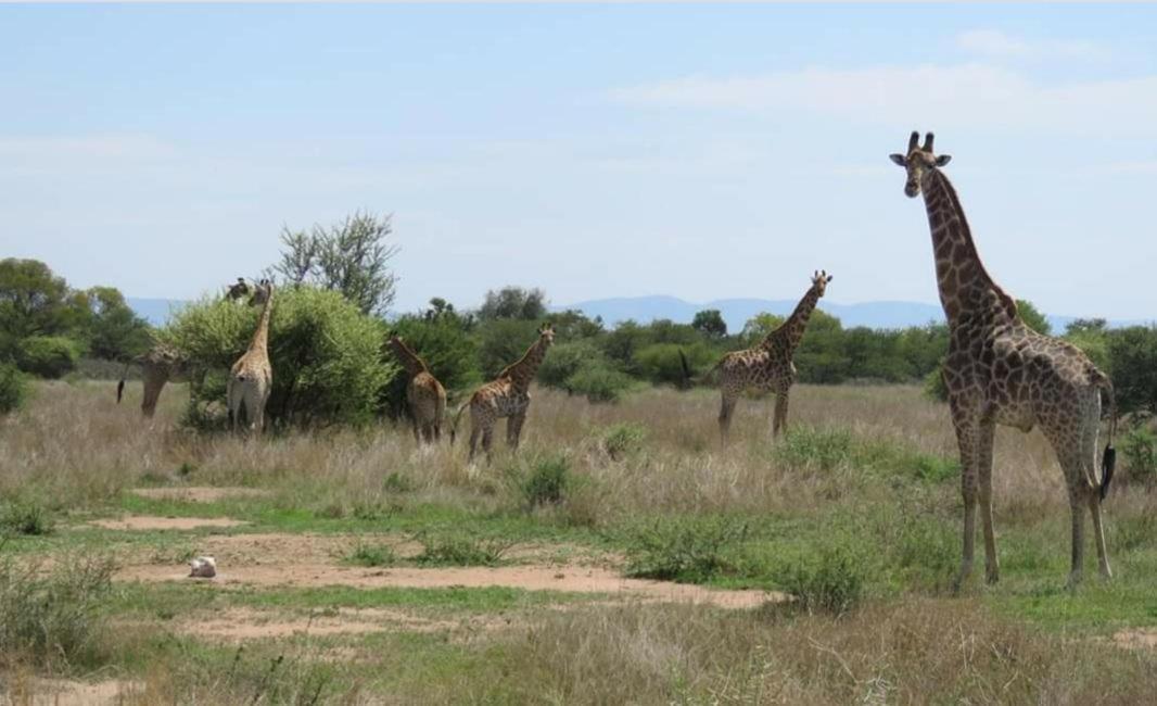 42@ Ditholo Game Lodge サバジンビ エクステリア 写真