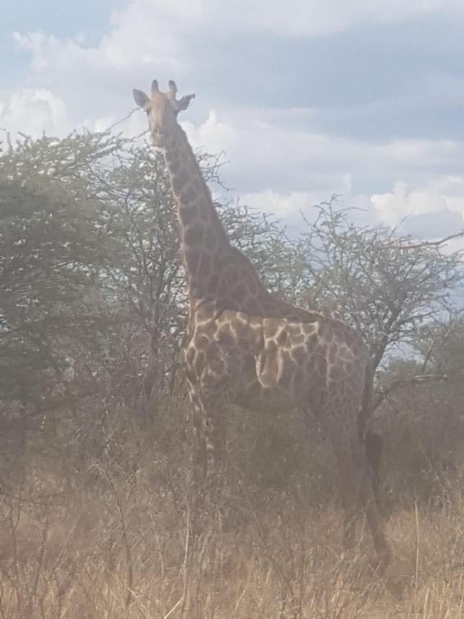 42@ Ditholo Game Lodge サバジンビ エクステリア 写真